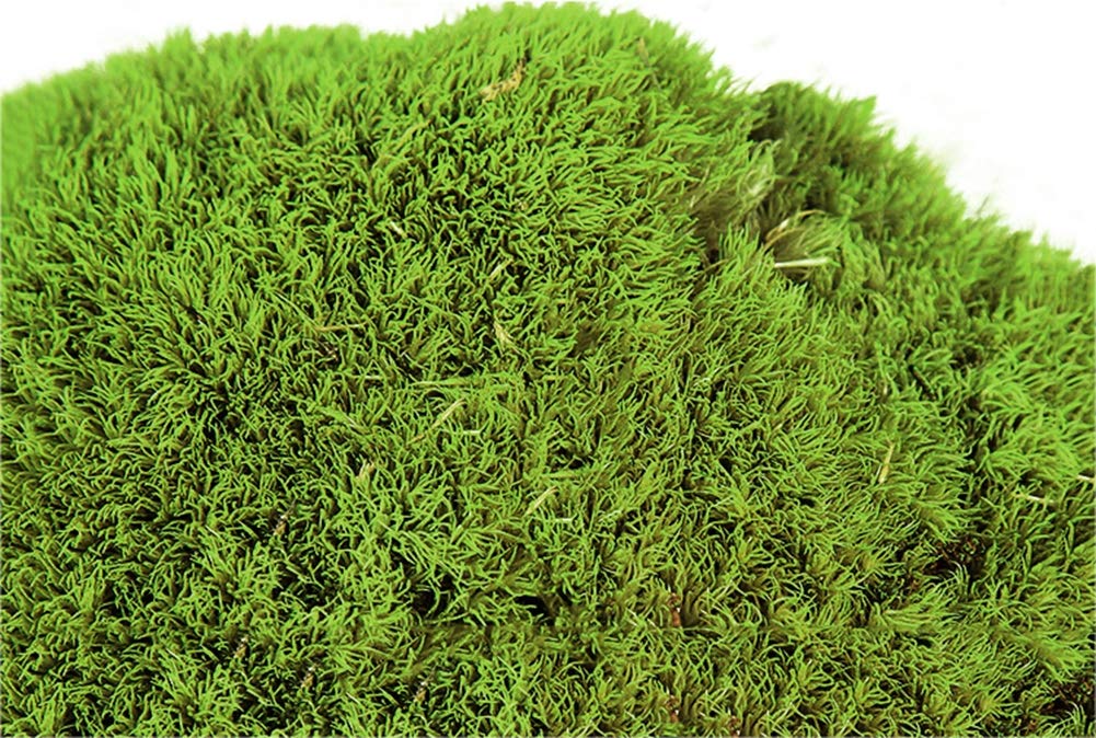 ❣️苔アート❣️苔壁ワイド❣️1点物❣️送料込み❣️ ❣️苔アート❣️苔壁ワイド❣️1点物❣️送料込み❣️ - メルカリ