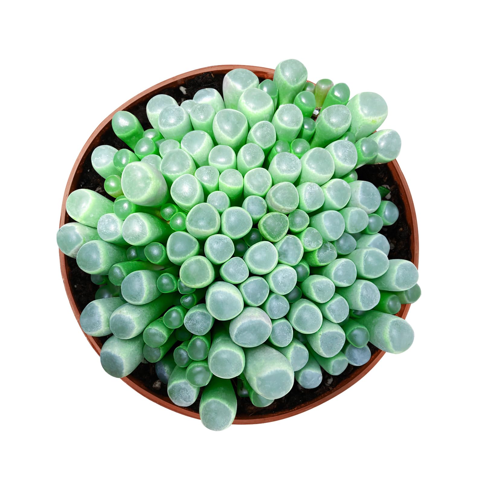 Live Succulents 'Baby Toes' (4-inch), Succulent Plants Fully Rooted in Pots with Soil, Easy-Care House Plant for DIY, Home Office Decor, Wedding Party Favor