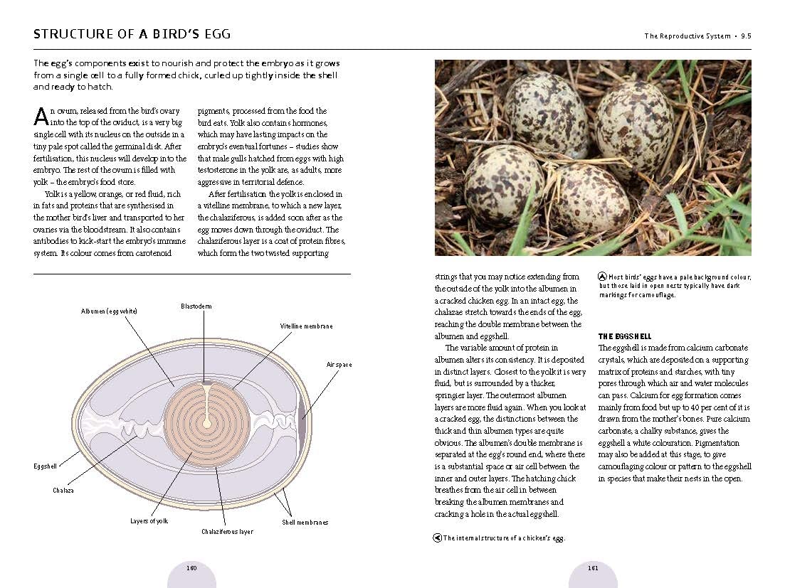 The Pocket Book of Bird Anatomy
