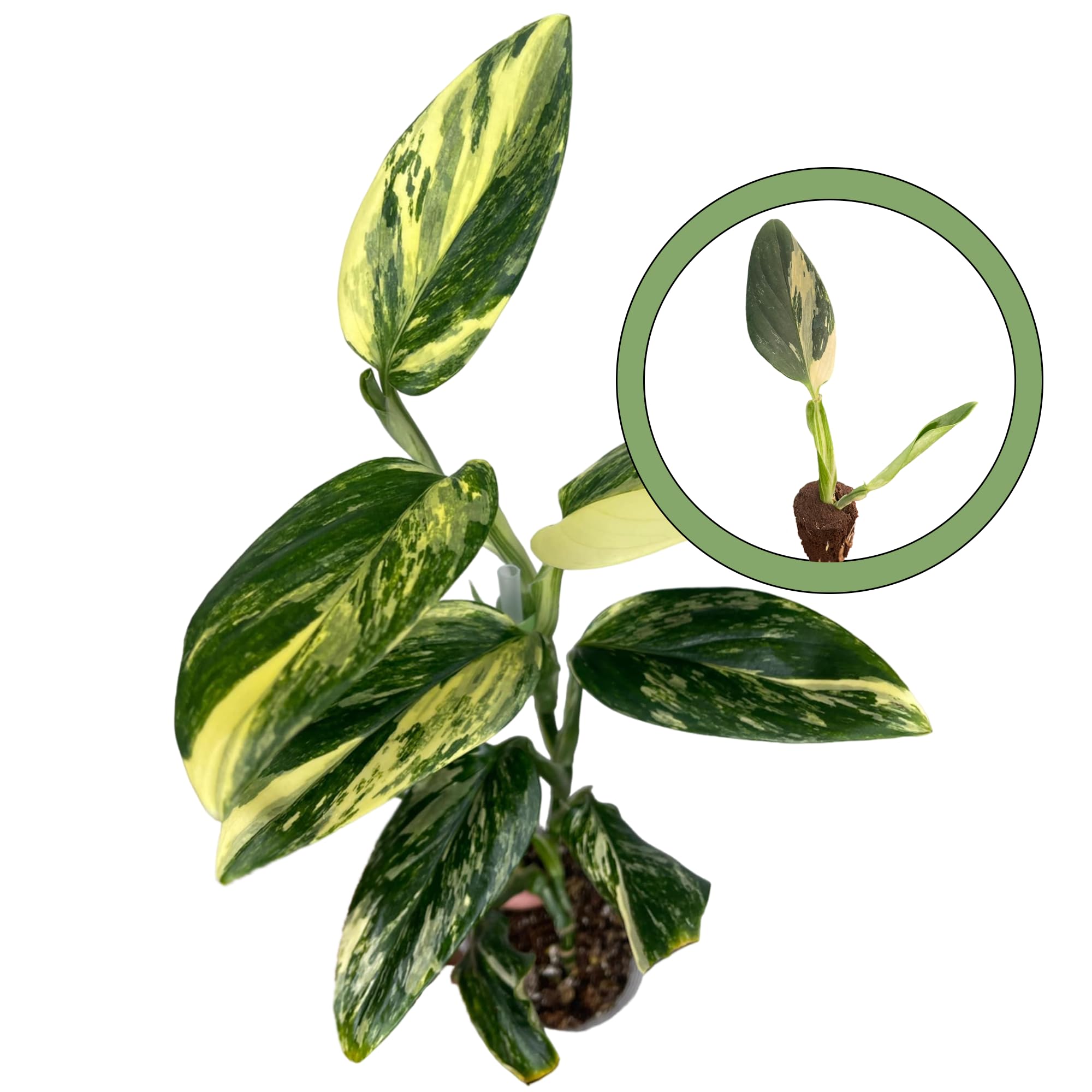 monstera sierrana Monstera Sierrana – whiteleafplants main image 0