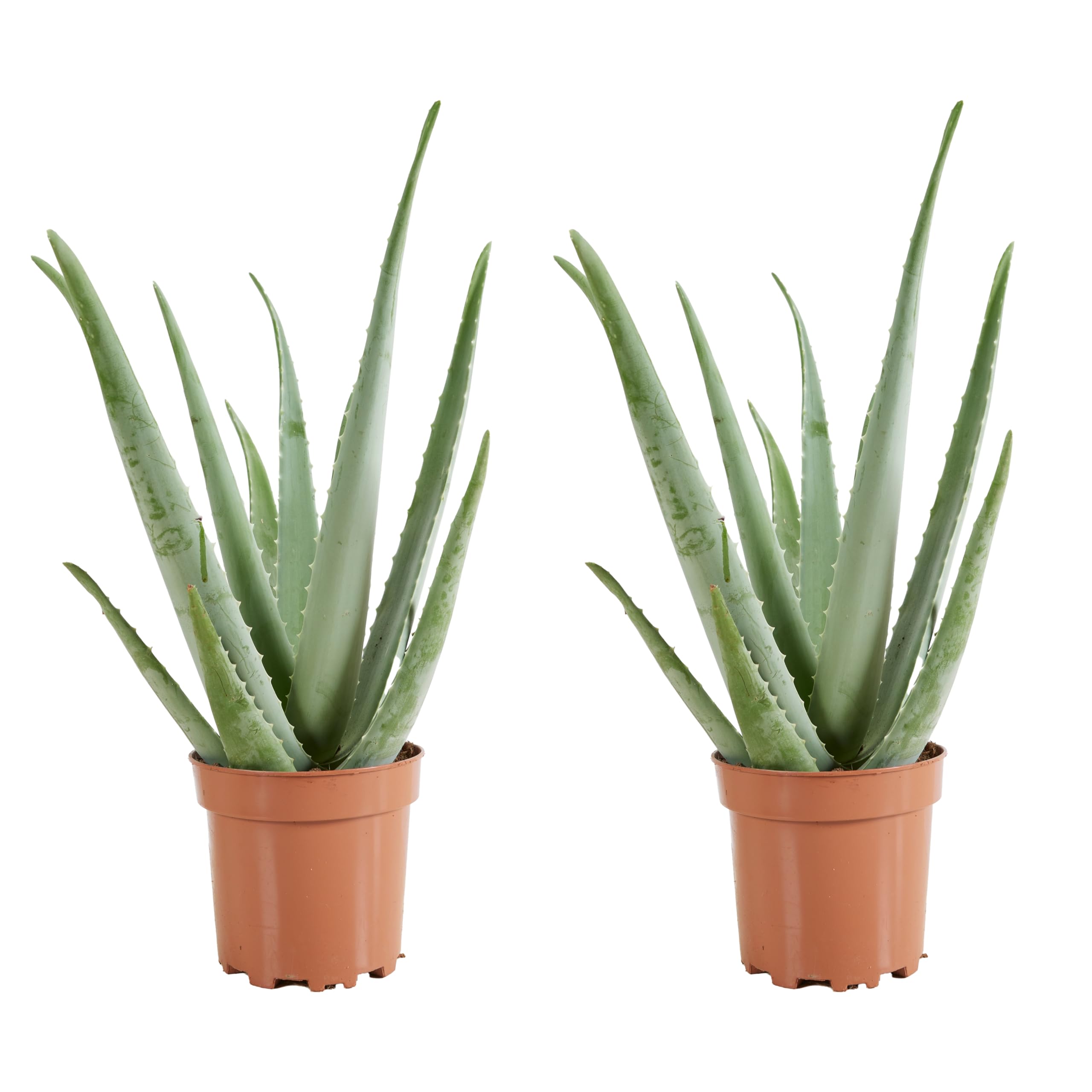 Bloomique - Set di 2 - Pianta di Aloe vera - Pianta da interno - Pianta grassa - Succulenta - Molto facile da curare - Alte 50-60 cm - Vaso 17 cm