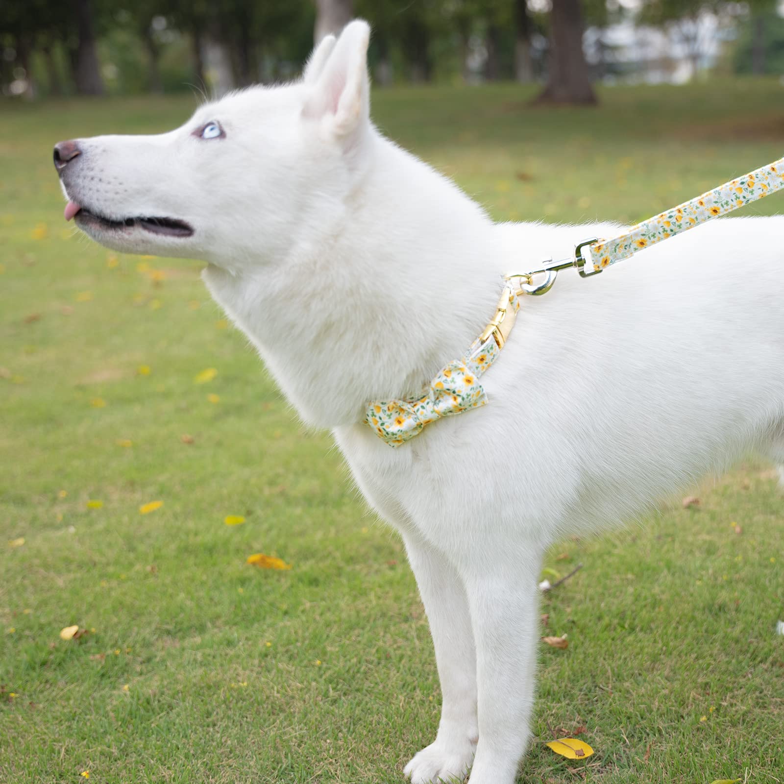 TDTOK Hundehalsband Mit Abnehmbarer Blume – Weiches Baumwollhalsband Mit Metallschnalle, Für Kleine Bis Große Hunde