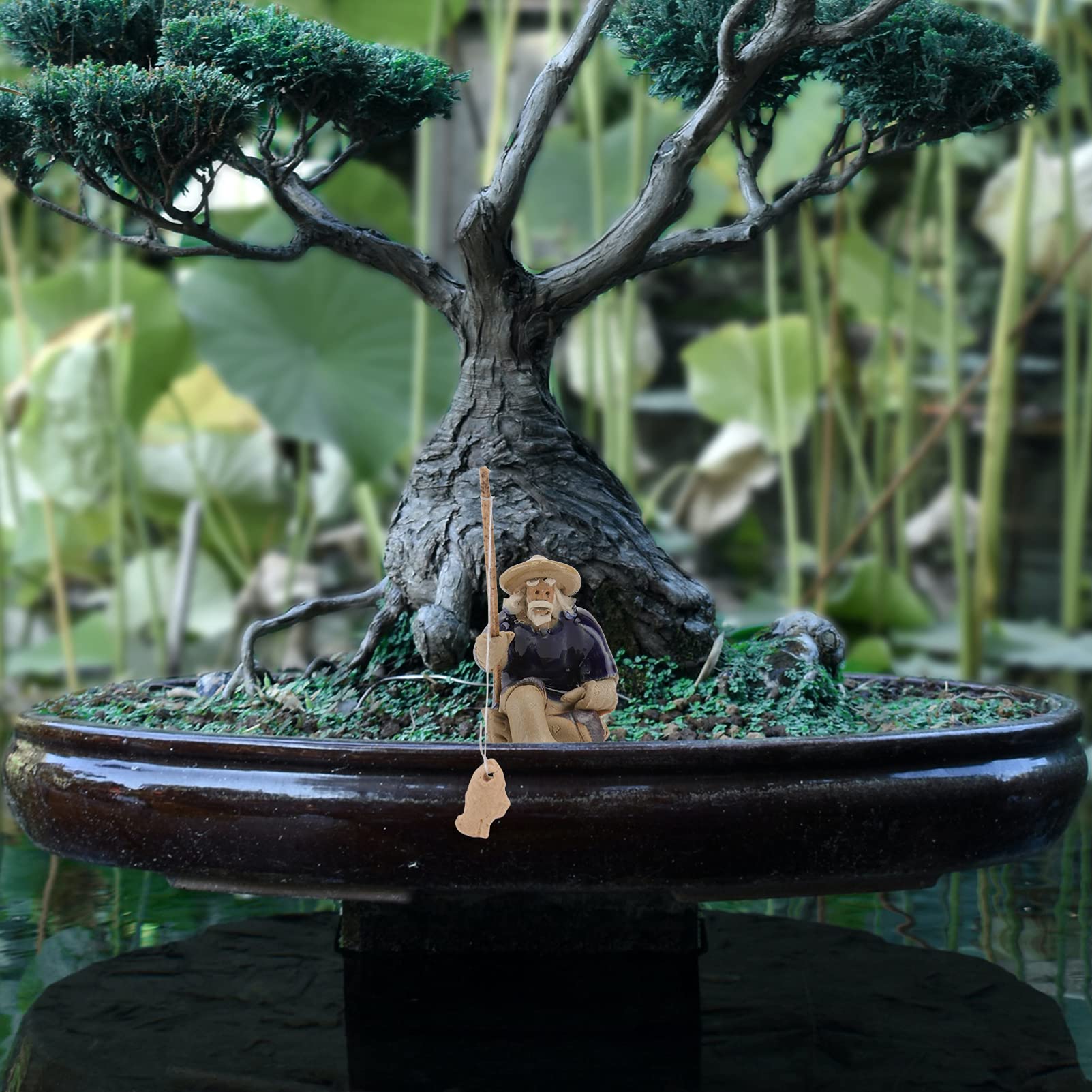 crassula ovata hobbit bonsai Crassula ovata 'Hobbit' – Magic Valley Gardens main image 0