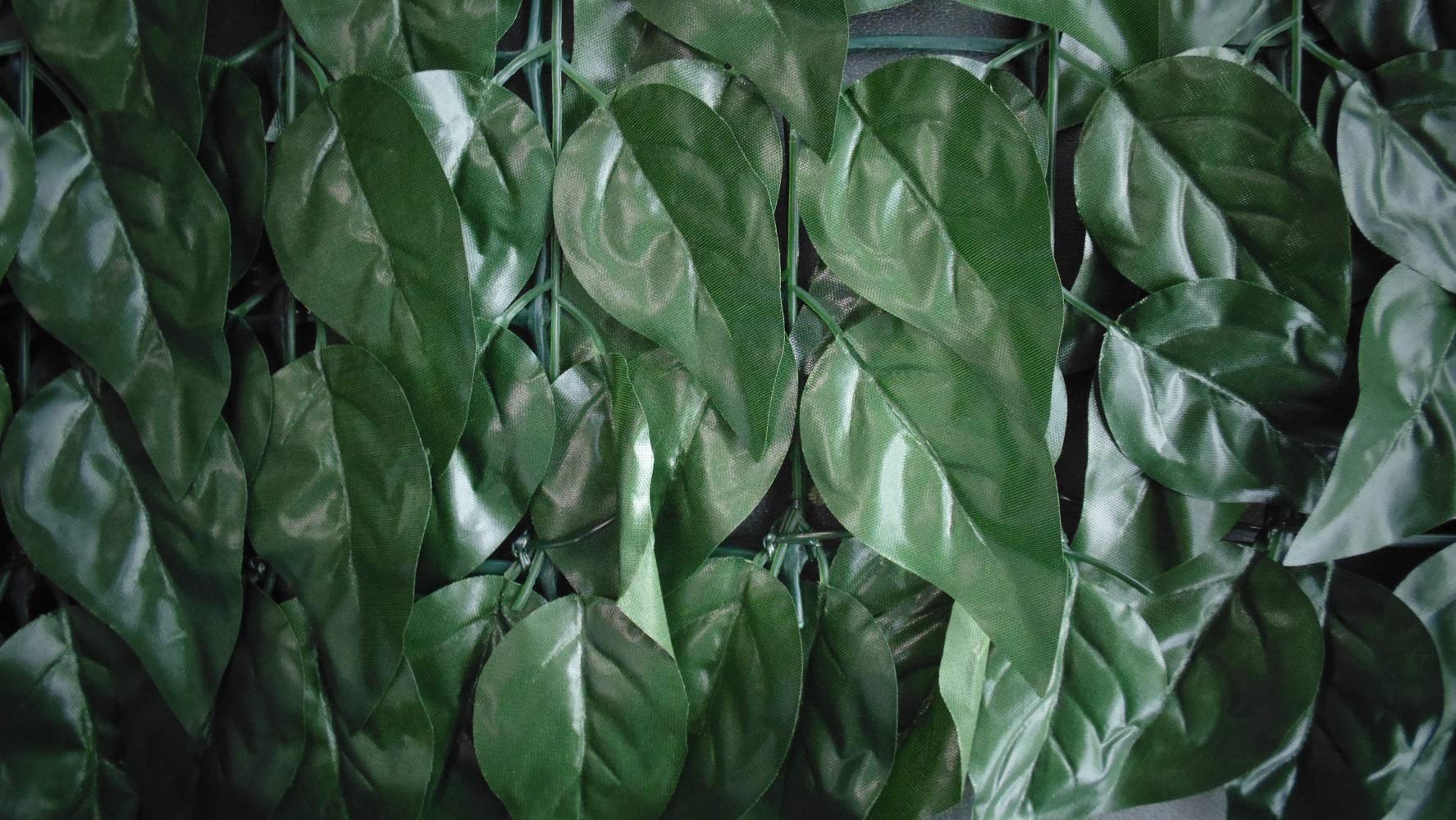 zimmerpflanzen monstera deliciosa Monstera XL main image 0