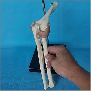 Study Model Elbow Joint Model - Educational Model Human Joint Model - Anatomy Model Adult Elbow Joint Model - Medical Teaching Model to Explain Radius, Ulna, Humerus (Color : A) SaiFei