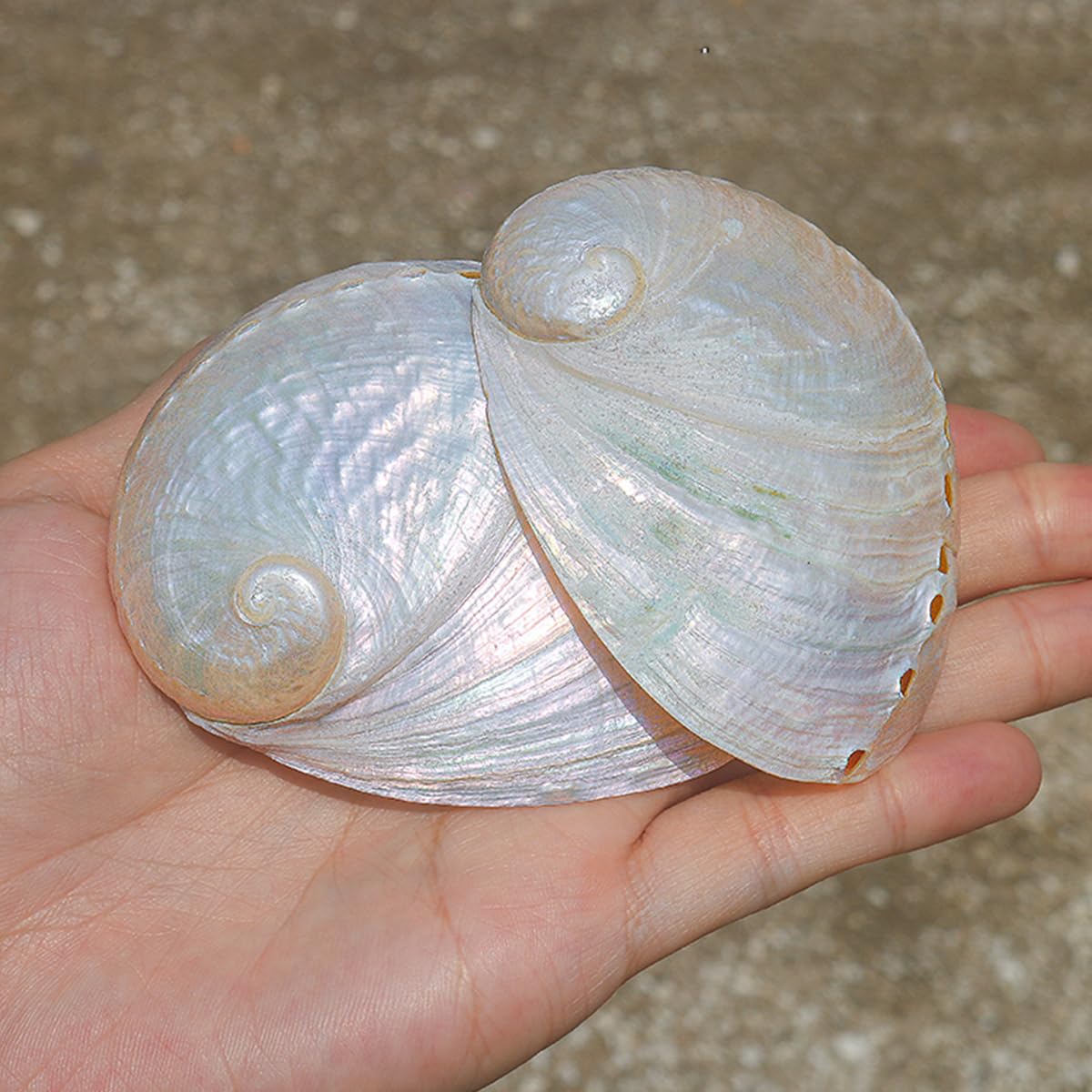 Muszle 1 szt. Duża biała naturalna muszla morska uchowca 8-9 cm muszla