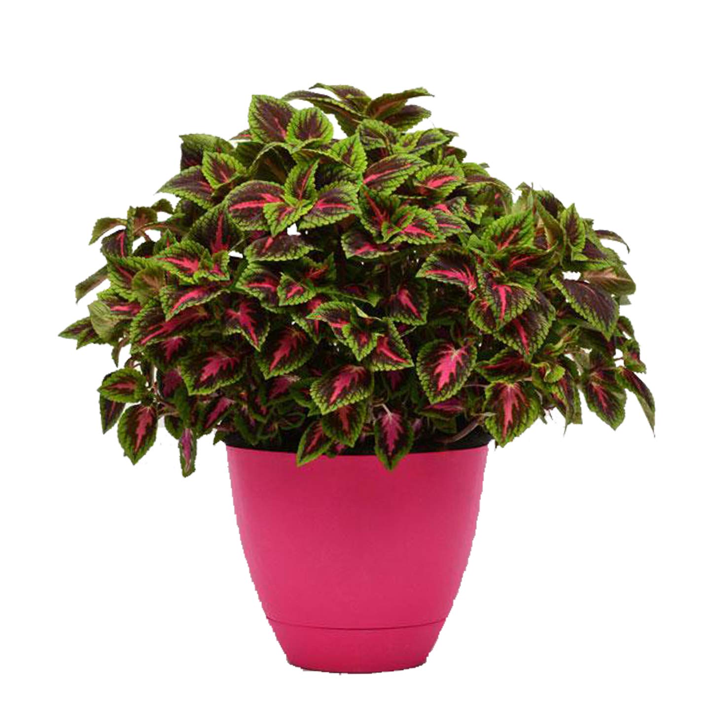 See full amazon price history chart for Go4plants Bush coleus live indoor plant with pot. Go4plants Bush coleus live indoor plant with pot. (B091QHPFWG) Amazon Price History, Amazon Price Tracker