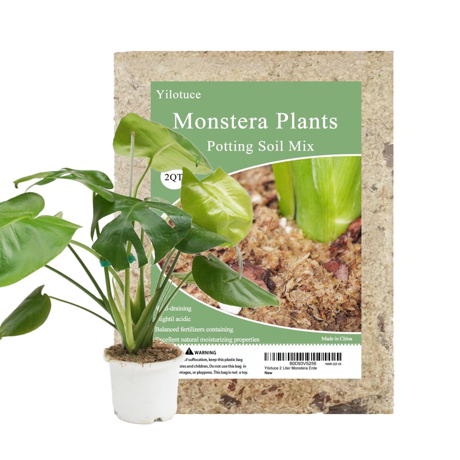 baumarkt monstera Monstera obliqua - Pflanzen sicher zu dir nach Hause main image 0