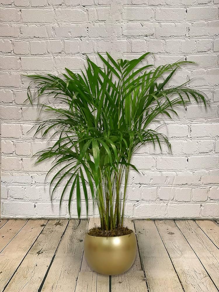 GROWONIA Areca Palm Air Live Plant mini height Outdoor & Indoors Home Decoration (PACK OF 1) (B0D8TH7QH2) Amazon Price History, Amazon Price Tracker
