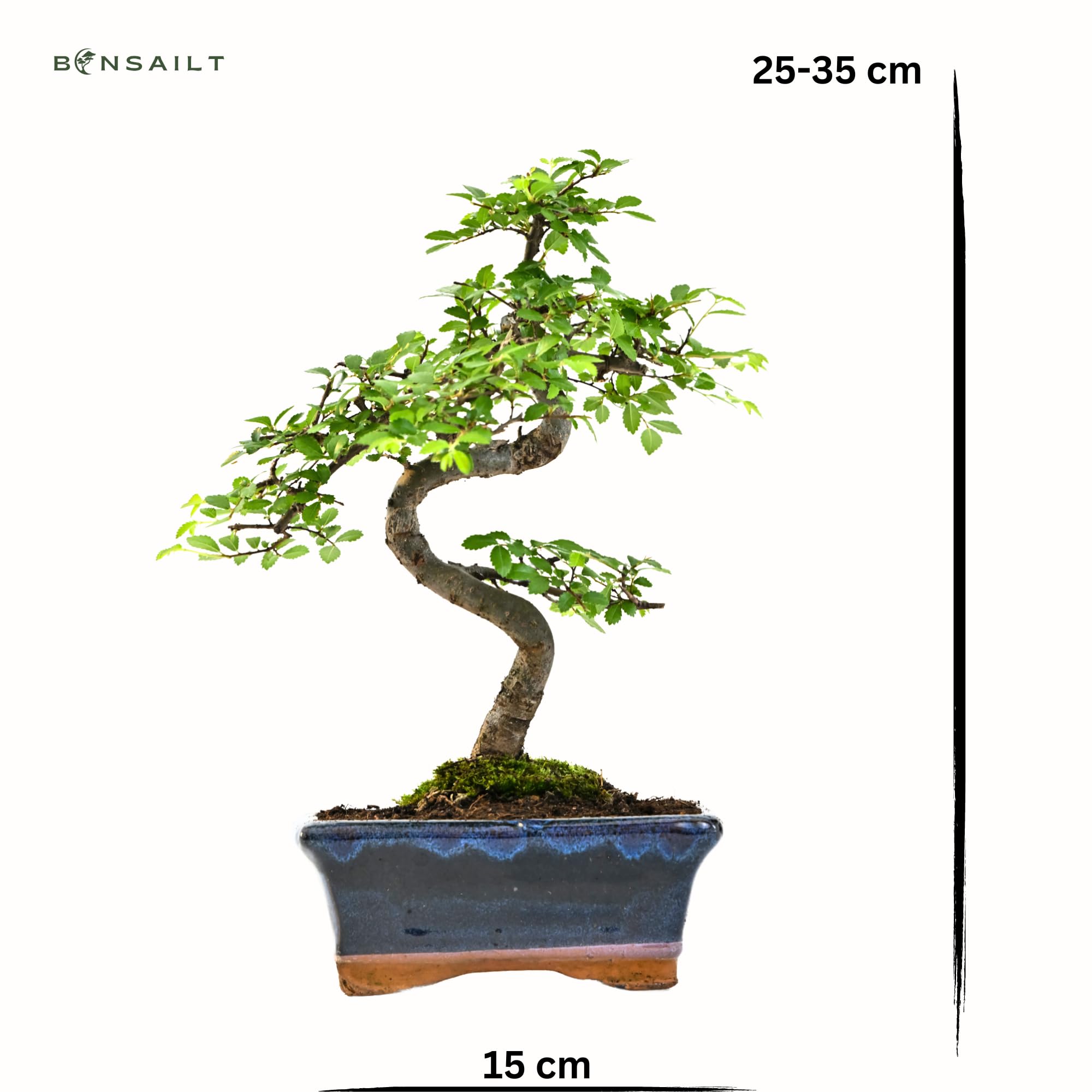mineralischer dünger flüssig Rhododendron Dünger flüssig 5 L main image 0