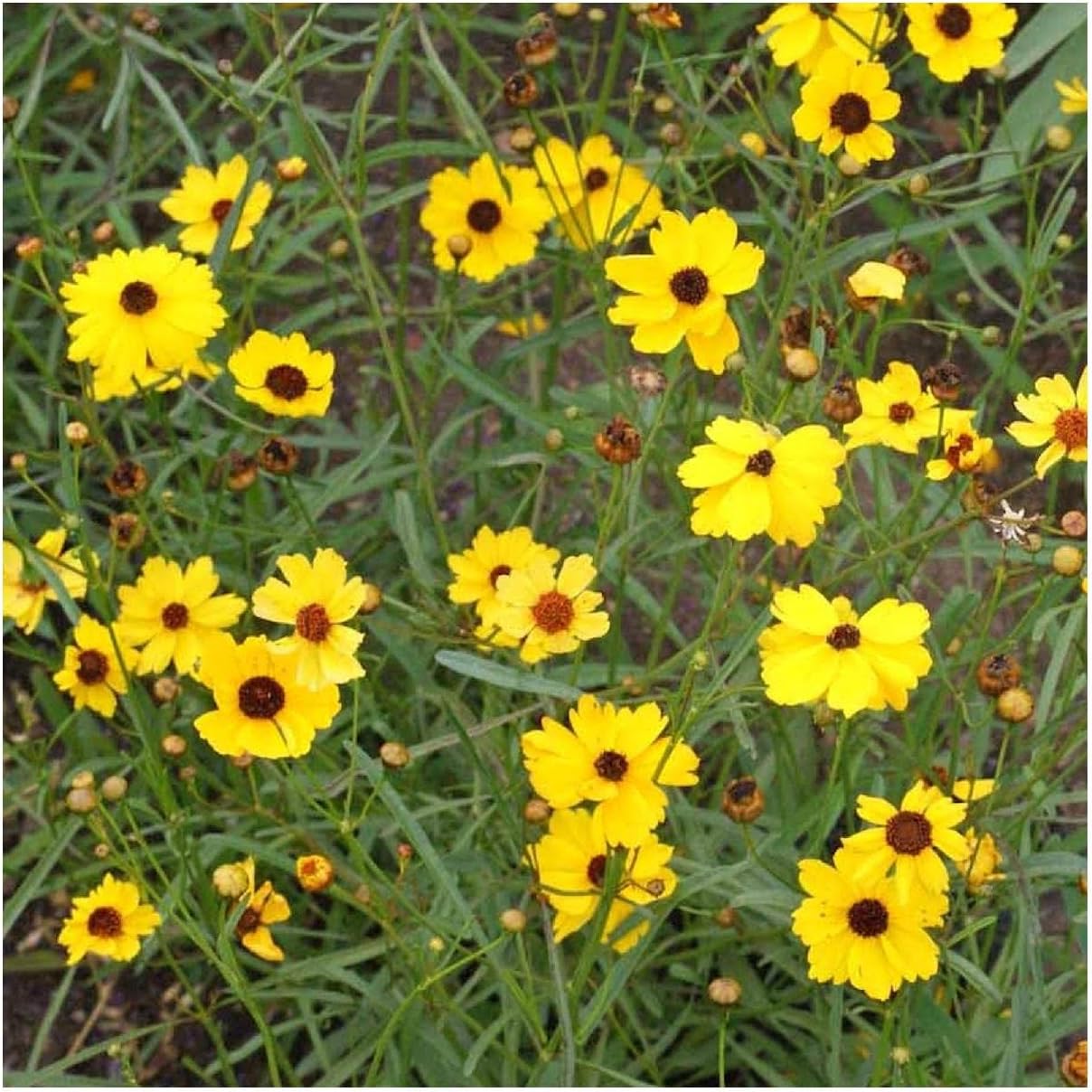 Everwilde Farms - 1/4 Lb Leavenworth's Tickseed Native Wildflower Seeds - Gold Vault