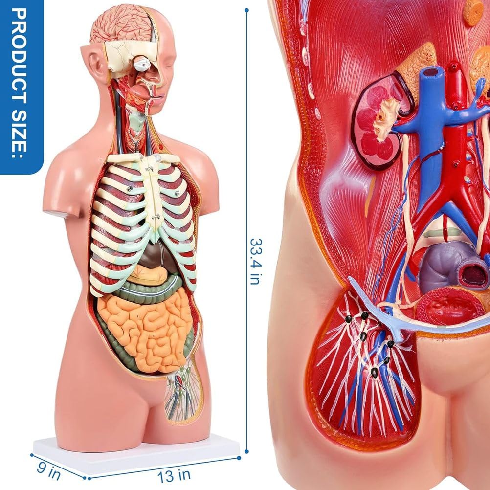 Modello anatomico del Torso Umano Rimovibile in 19 Parti, 85 cm, con Cuore, Cervello, organi viscerali, Strati muscolari, Ossa, vasi e nervi, Manuale per l'educazione Medica e scientifica
