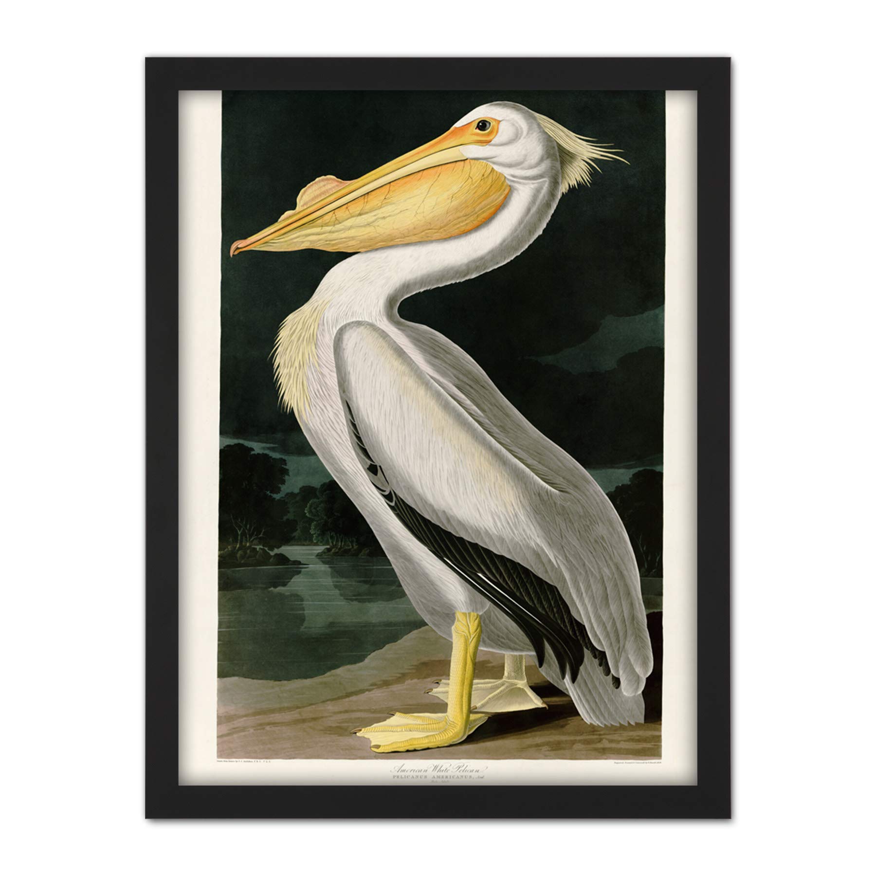 Artery8 Audubon Birds White Pelican Painting Artwork Framed Wall Art Print 18X24 Inch