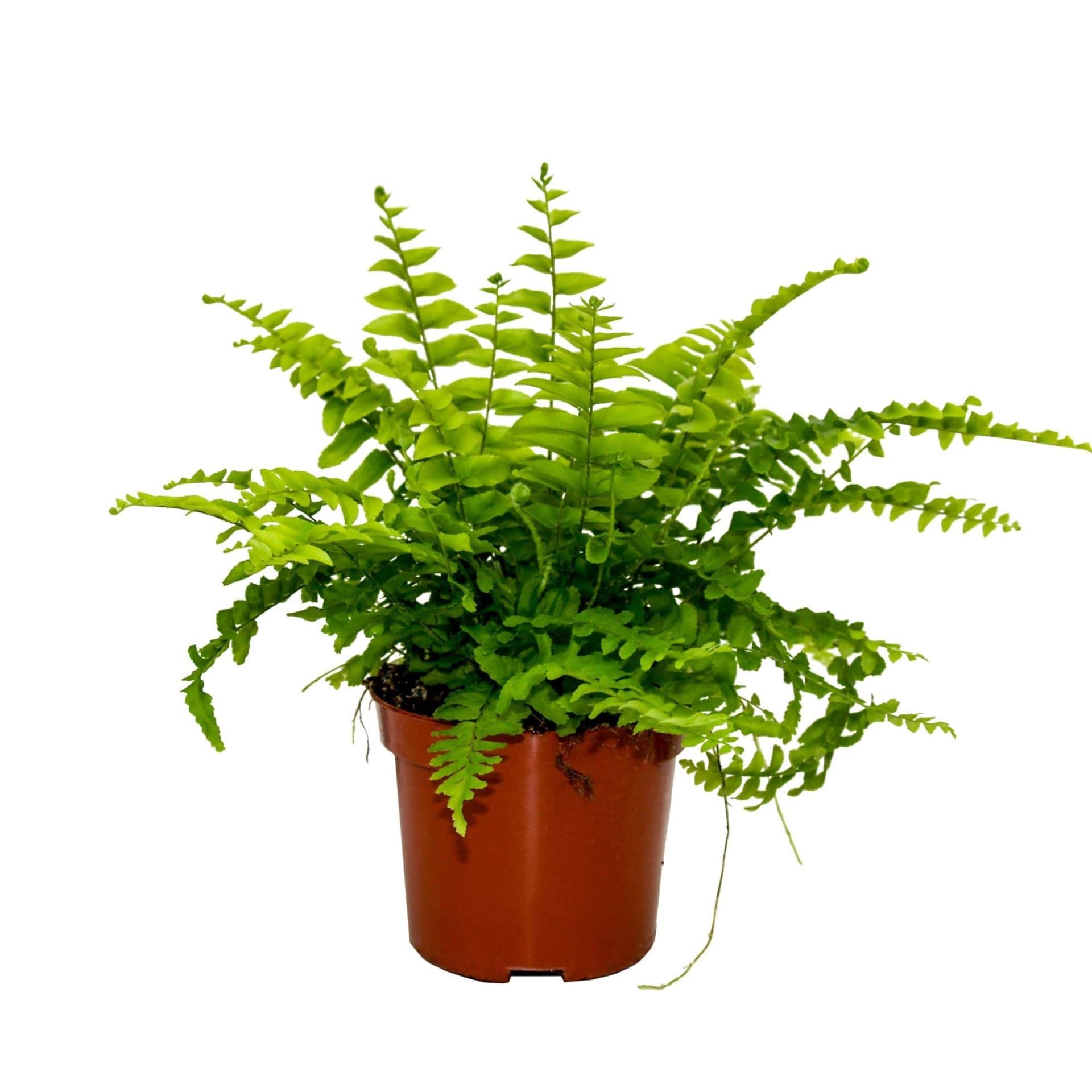 Plantas Purificadoras del Aire: Sansevieria + Helecho + Lirio de la Paz