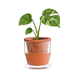 D'vine Dev Vaso autoirrigável com design de 10 cm para plantas de interior, vaso de terracota com copo de vidro cilíndrico, conjunto de 1, 37-X-A-1