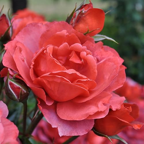 Miniatura 5 de Heirloom Roses Planta de rosas - Hot Cocoa Orange Floribunda Rosal, Planta viva Floribunda para plantar al aire libre