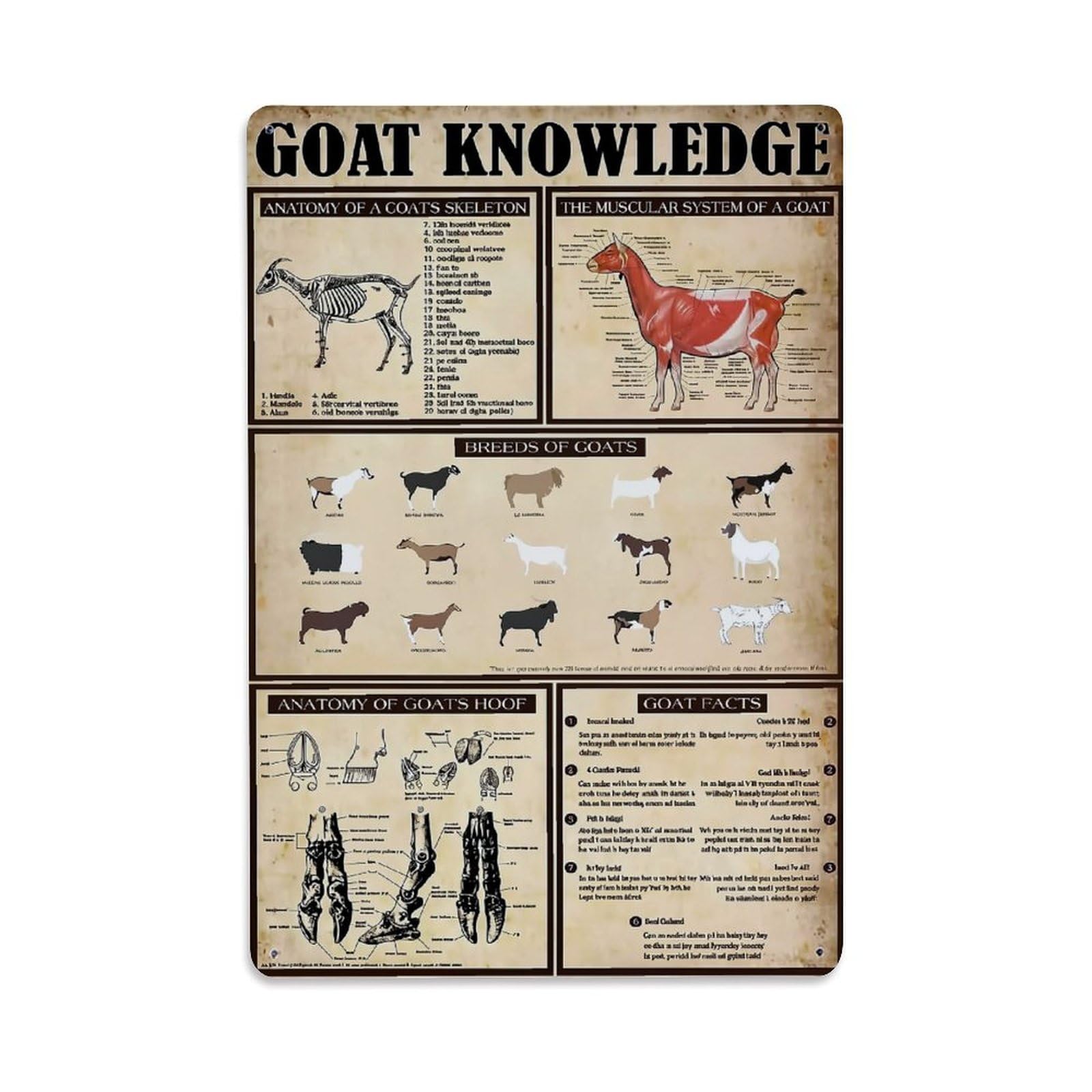Nestemfo Vintage Goat Anatomy And Breeds Poster Tin Sign Metal Sign, Living Room,Bar, Home, Bedroom Wall Decor,Retro Metal Poster 8X12 Inches