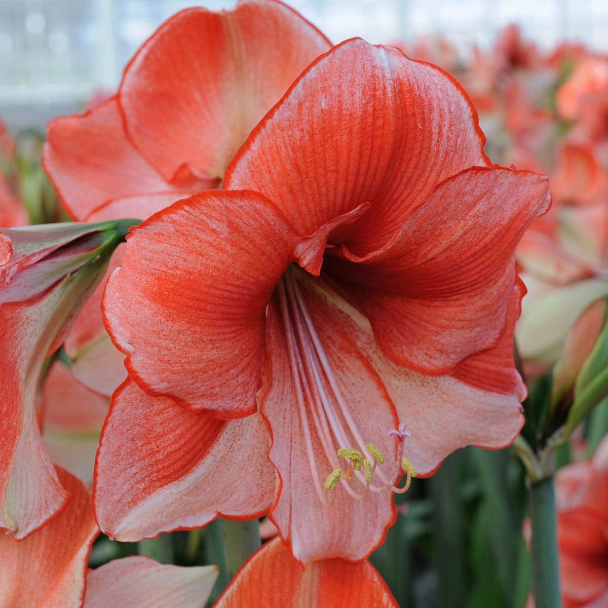Indian Meadows Amaryllis flower bulb imported For home garden