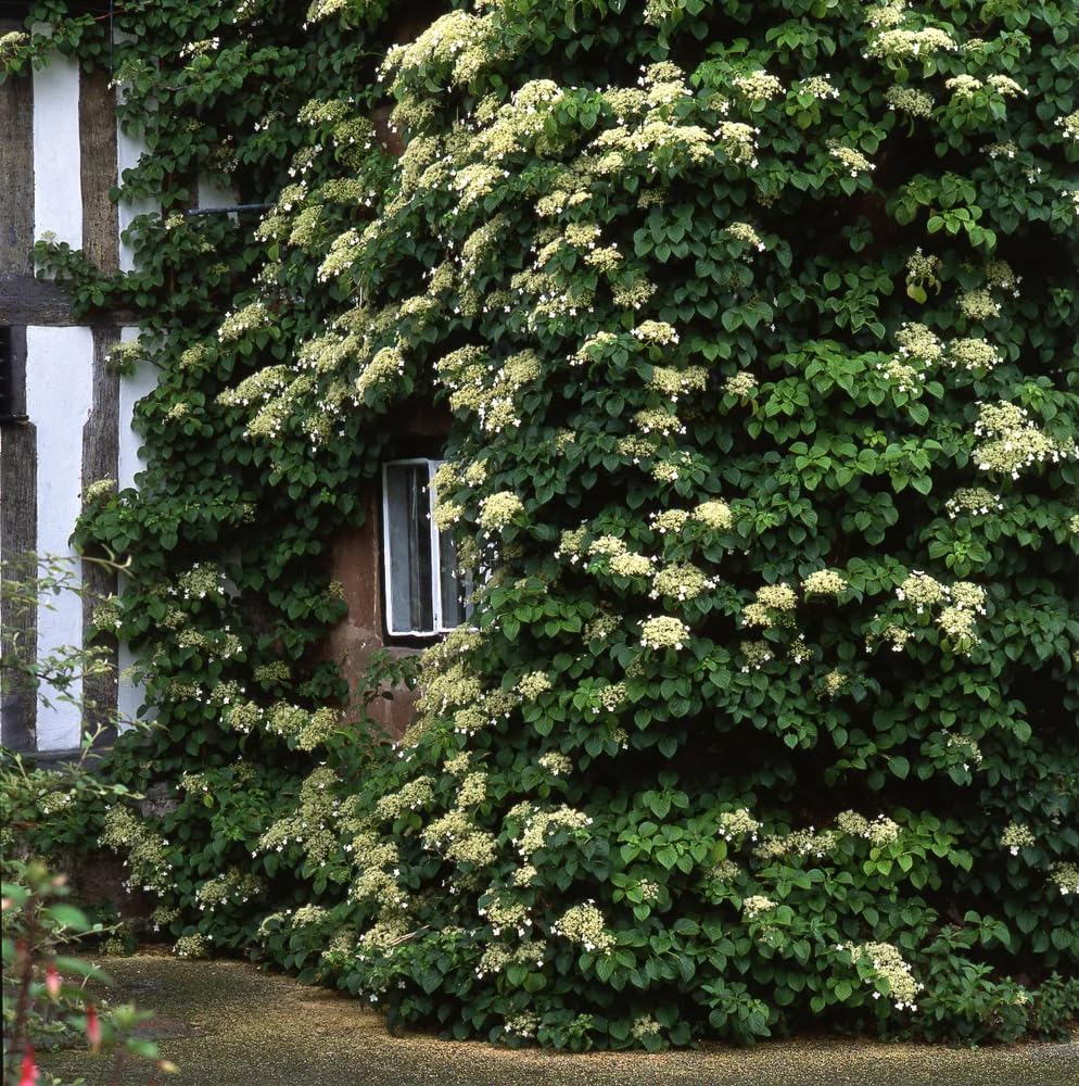 Hybrid Climbing Hydrangea Flower Seeds For Home Garden - 35+ Seeds Pack (B0C8PQ5DRZ) Amazon Price History, Amazon Price Tracker