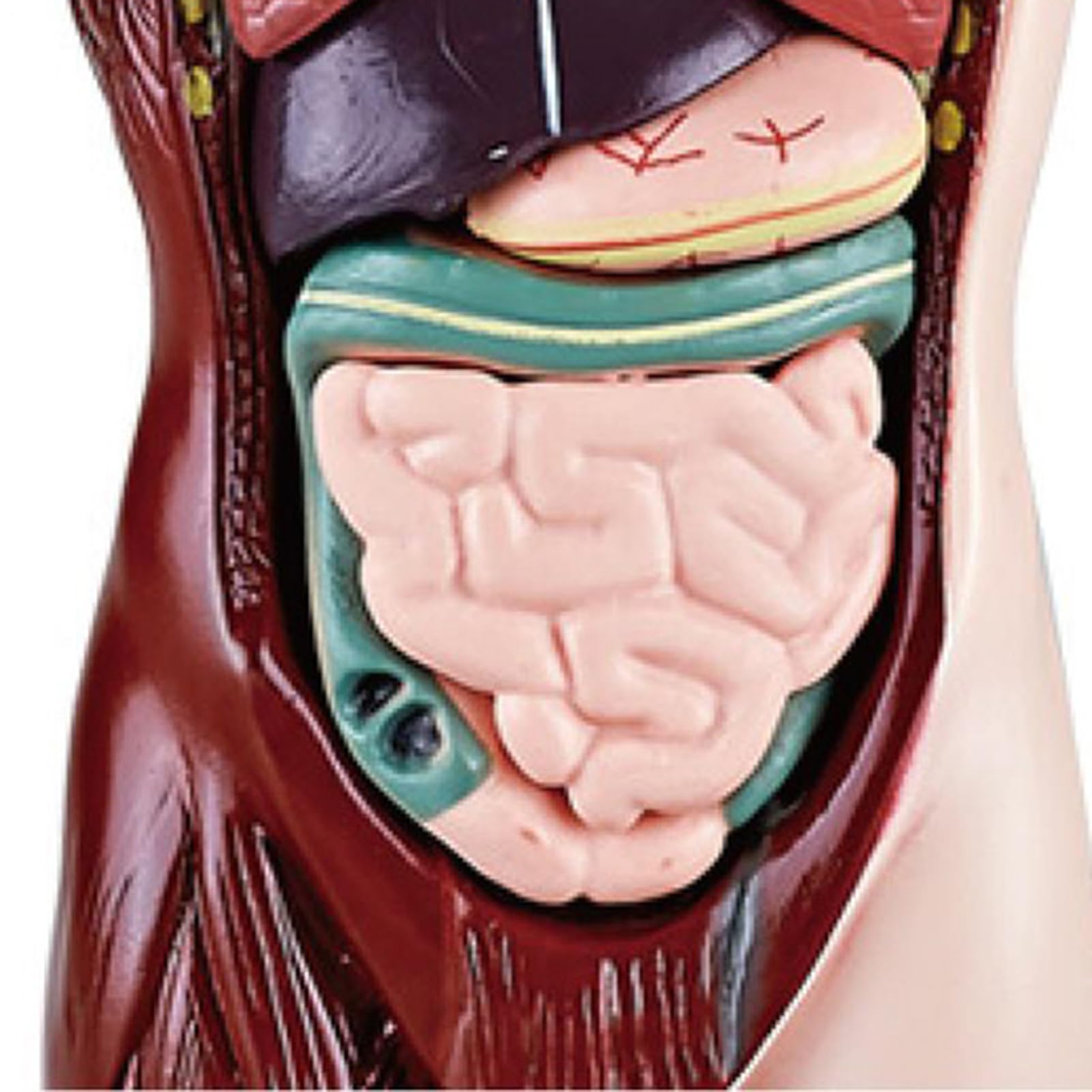 Modelo del Cuerpo Humano Kit Científico Educativo Desmontable Y Realista