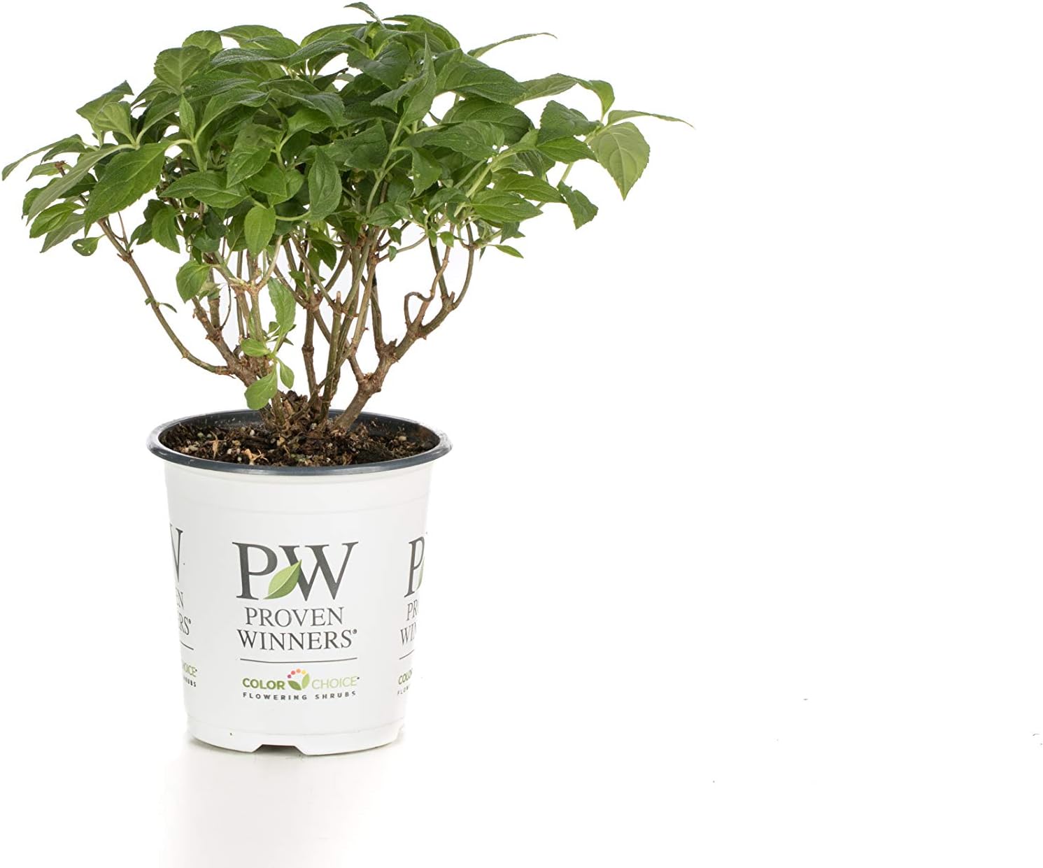 4.5 in. qt. Limelight Hardy Hydrangea (Paniculata) Live Shrub, Green to Pink Flowers