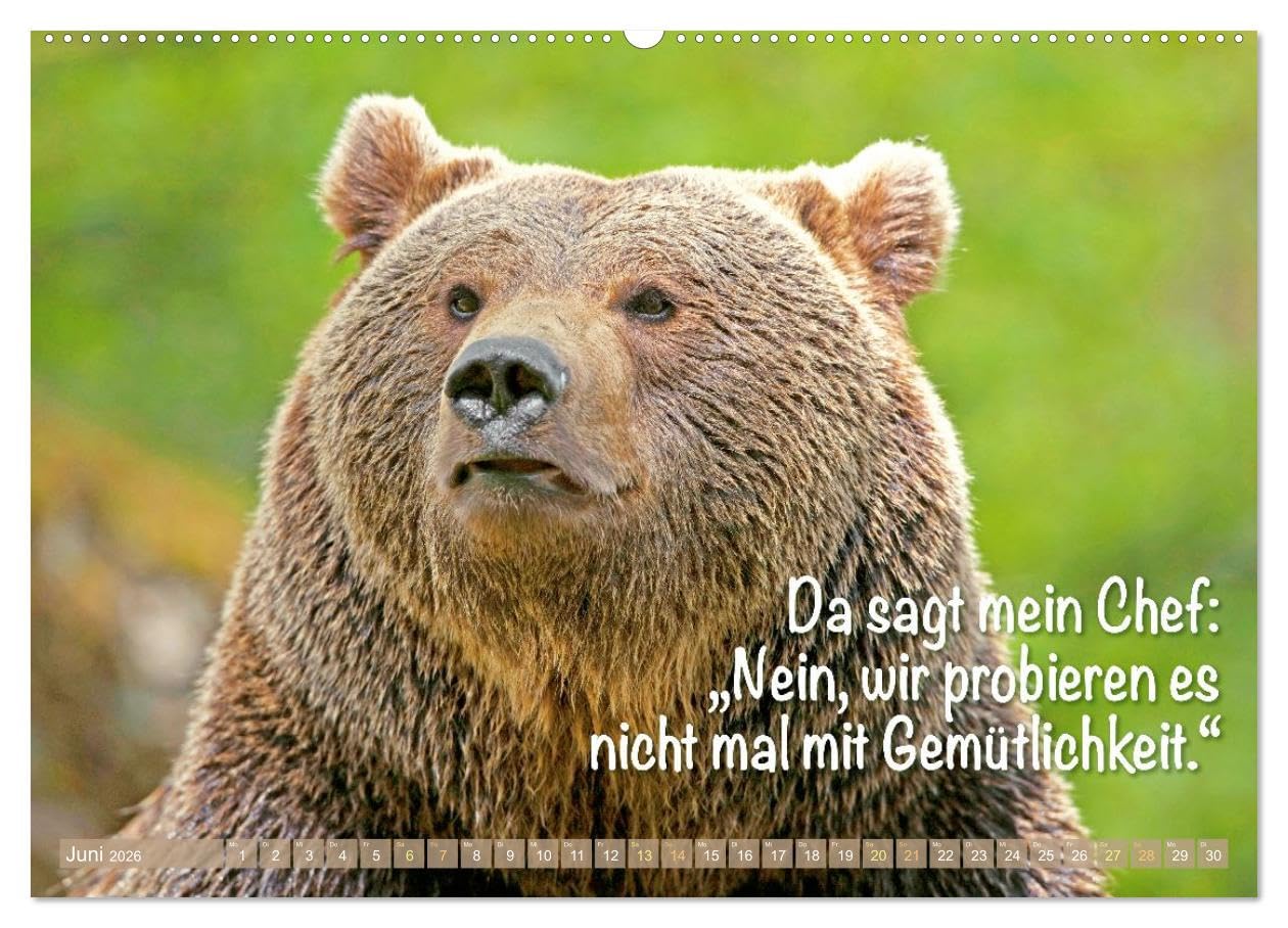 Spaß mit Bären: Edition lustige Tiere (Wandkalender 2026 DIN A2 quer), CALVENDO Monatskalender: Bären: Meister Petz, freche Sprüche und humorvolle Tierporträts (CALVENDO Tiere)