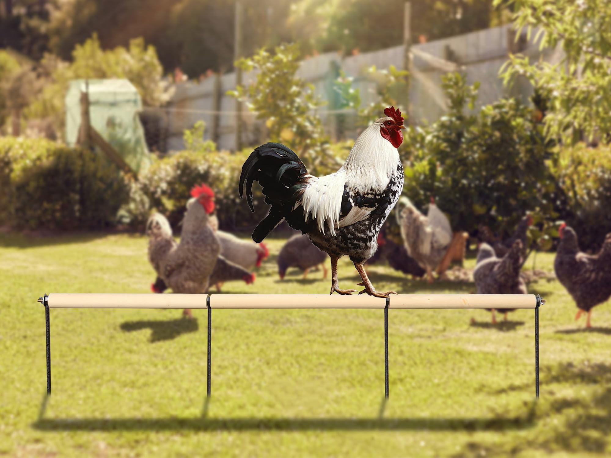 Accesorios de gallinero, percha de madera extra larga con estacas de metal, barras de gallinas en el core, juguetes de enriquecimiento de pollo