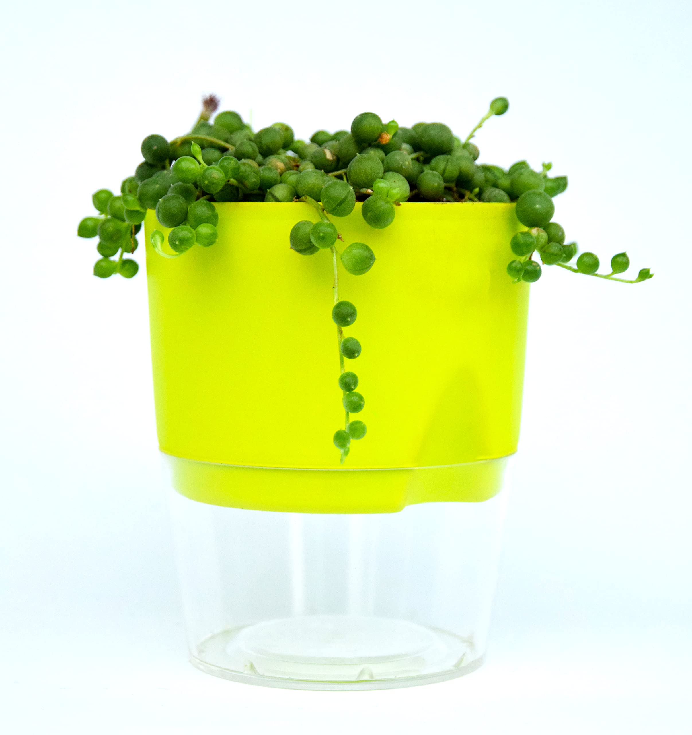 String Of Pearls, Senecio Rowleyanus, string-of-beads Necklace Plant With Self Watering Pot By Veryhom-image-35