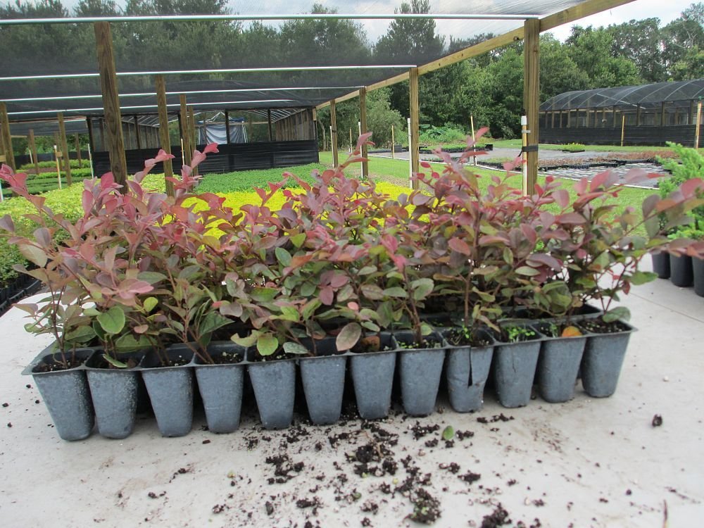 Amazon.com : Plum Delight | 40 Live Plants | Loropetalum Chinense