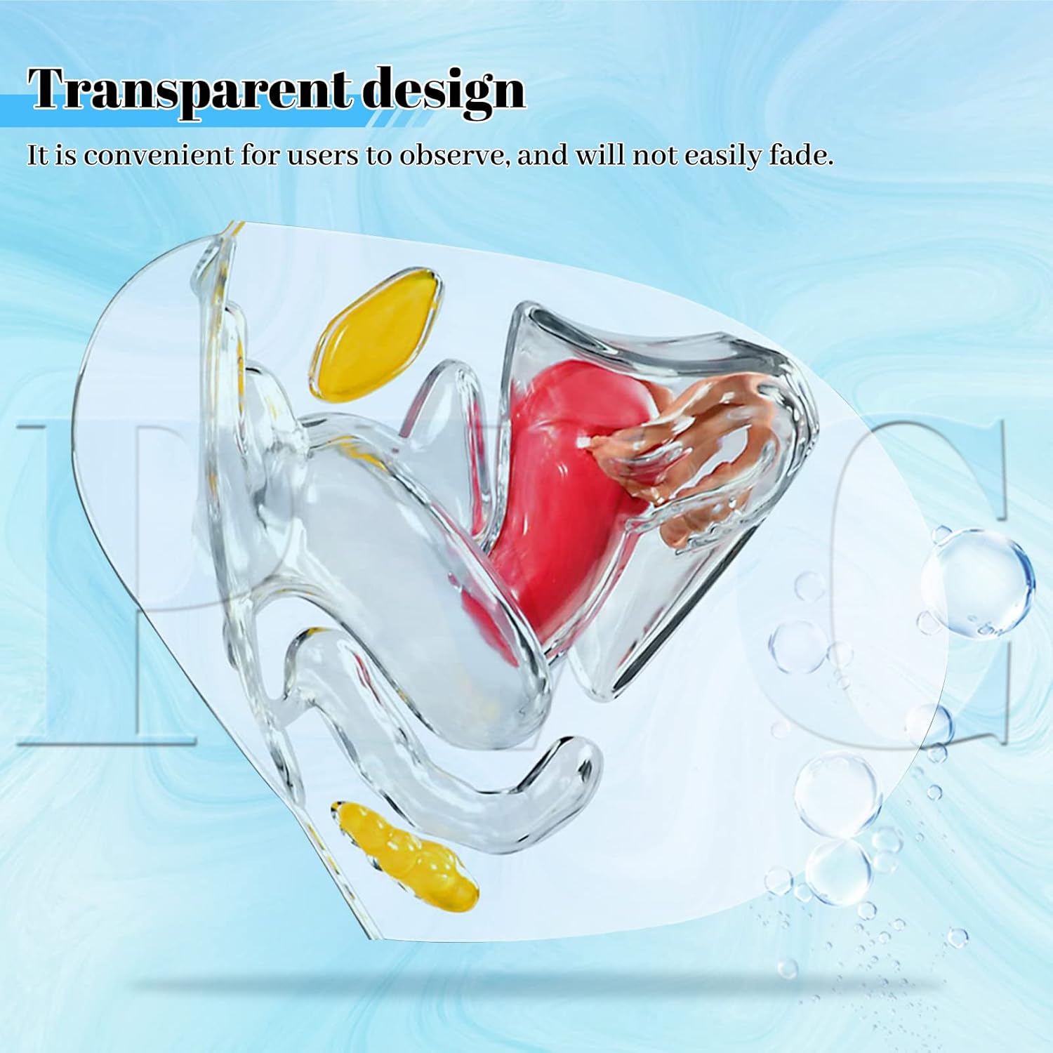 Transparent Uterus Model, Human Vagina Anatomical Model Female Reproductive Organ Model, Uterus Gifts Medical Teaching Models Gynecology Doctor Patient Communication Simulation