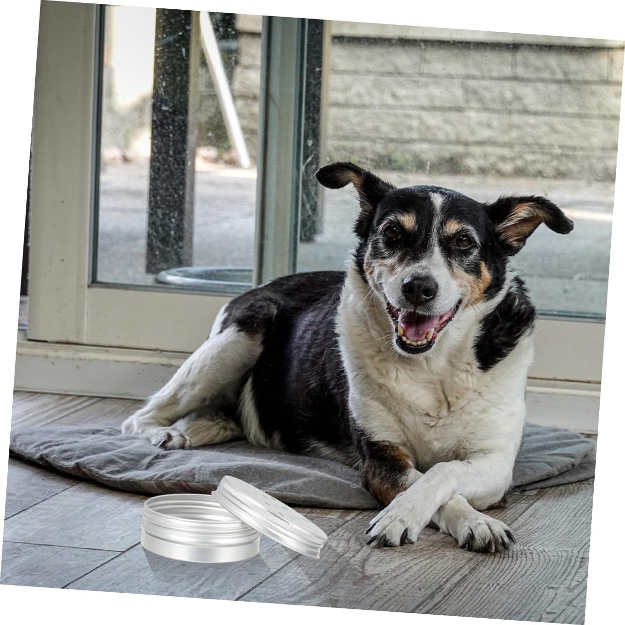 Generico Kit Allenamento Olfattivo per Cani Dell'attività e Riduzione Stress per Addestramento all Olfatto 12 Scatole in Alluminio da 60ml