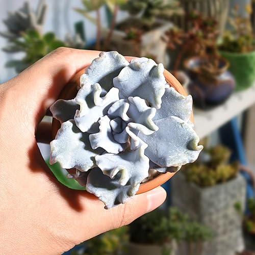 Miniatura 5 de Sprout N Green Rare Suculenta Echeveria 'Crispate Beauty', 1 planta suculenta viva totalmente enraizada en maceta de 2 pulgadas, planta de casa para