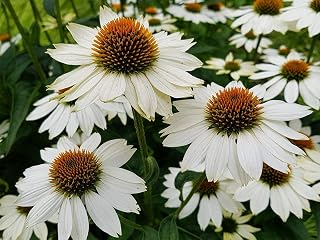 SeedsUA - White Coneflower Perennial Garden Balcony Hanging Flower for Planting