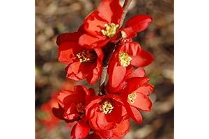 YEGAOL Garden Chaenomeles Speciosa Seeds Flowering Quince Deciduous Shrub