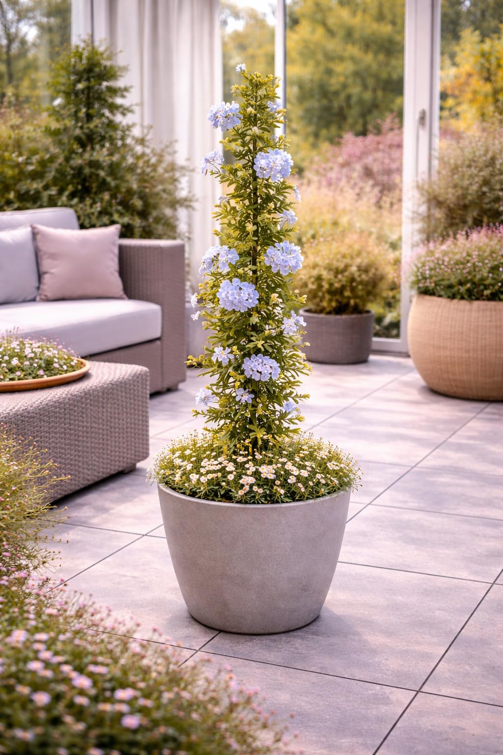 Plumbago auriculata 120–160 cm – Chinesischer Bleiwurz – Immergrüne Kübelpflanze für Garten & Terrasse – Blaue Blütenpracht – Mediterrane Pflanze im Topf