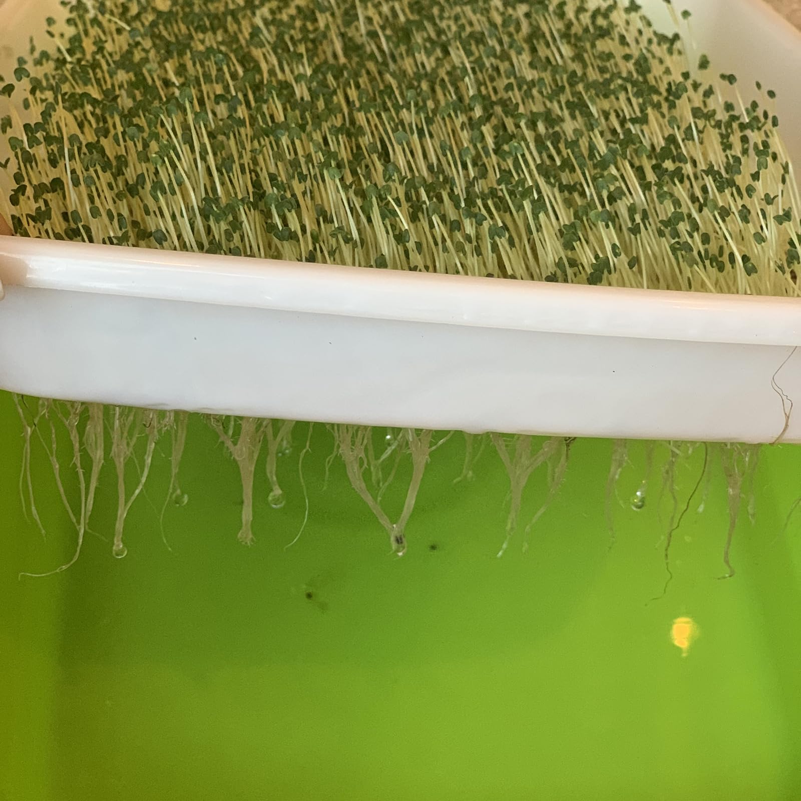 Saatkeimschale, BPA-frei, große Kapazität, Samenkeimschale, gesunder Weizengras-Samen-Züchter mit Deckel für Anbau, Bohnensprossen, Katzengras, Weizengras, Mungbohnen, 8 Stück