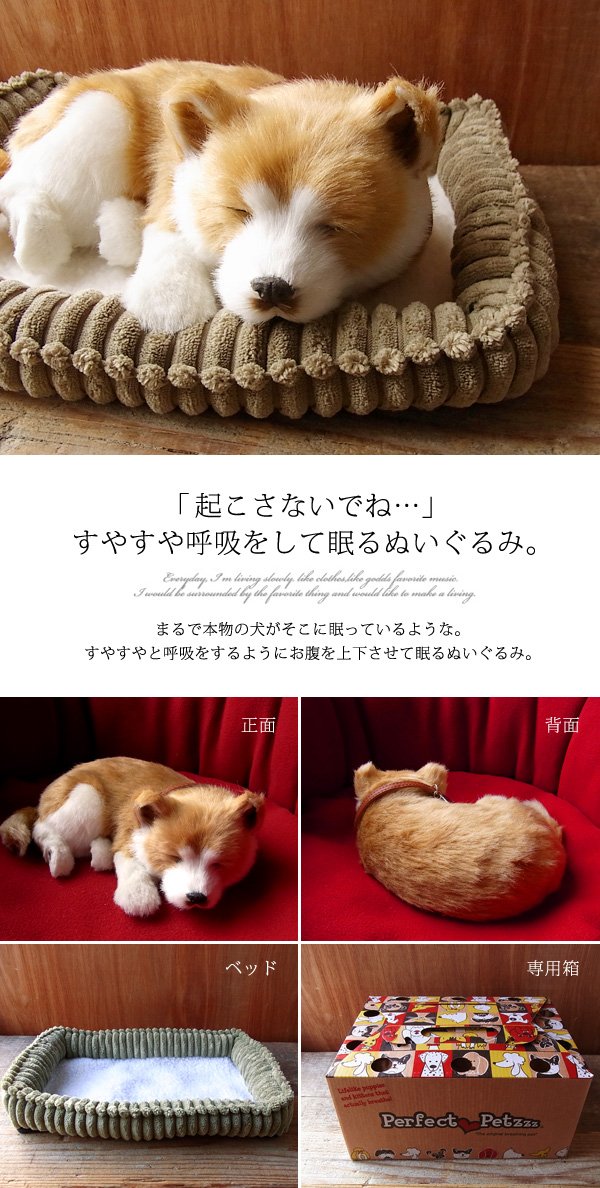 Amazon.co.jp: ニニアンドキノ パーフェクトペット (小サイズ) 柴犬 犬