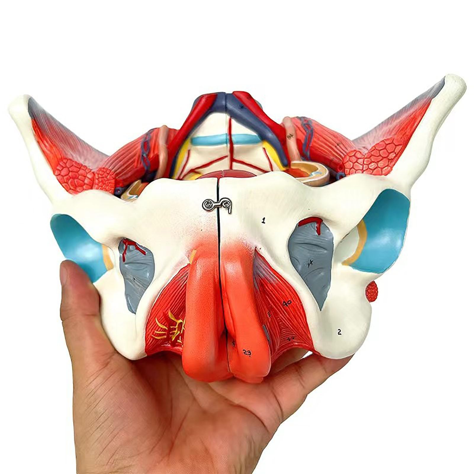 YNIYUJKL Human Female Pelvis Model With Pelvic Floor Muscles, Vessels, Nerves & Removable Organs For Teaching Display, 4 Parts
