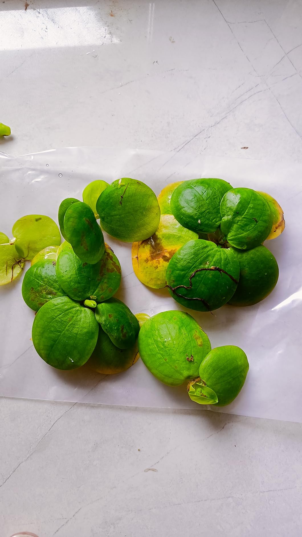 Limnobium laevigatum (amazon frogbit floating plant) for aquarium and ...