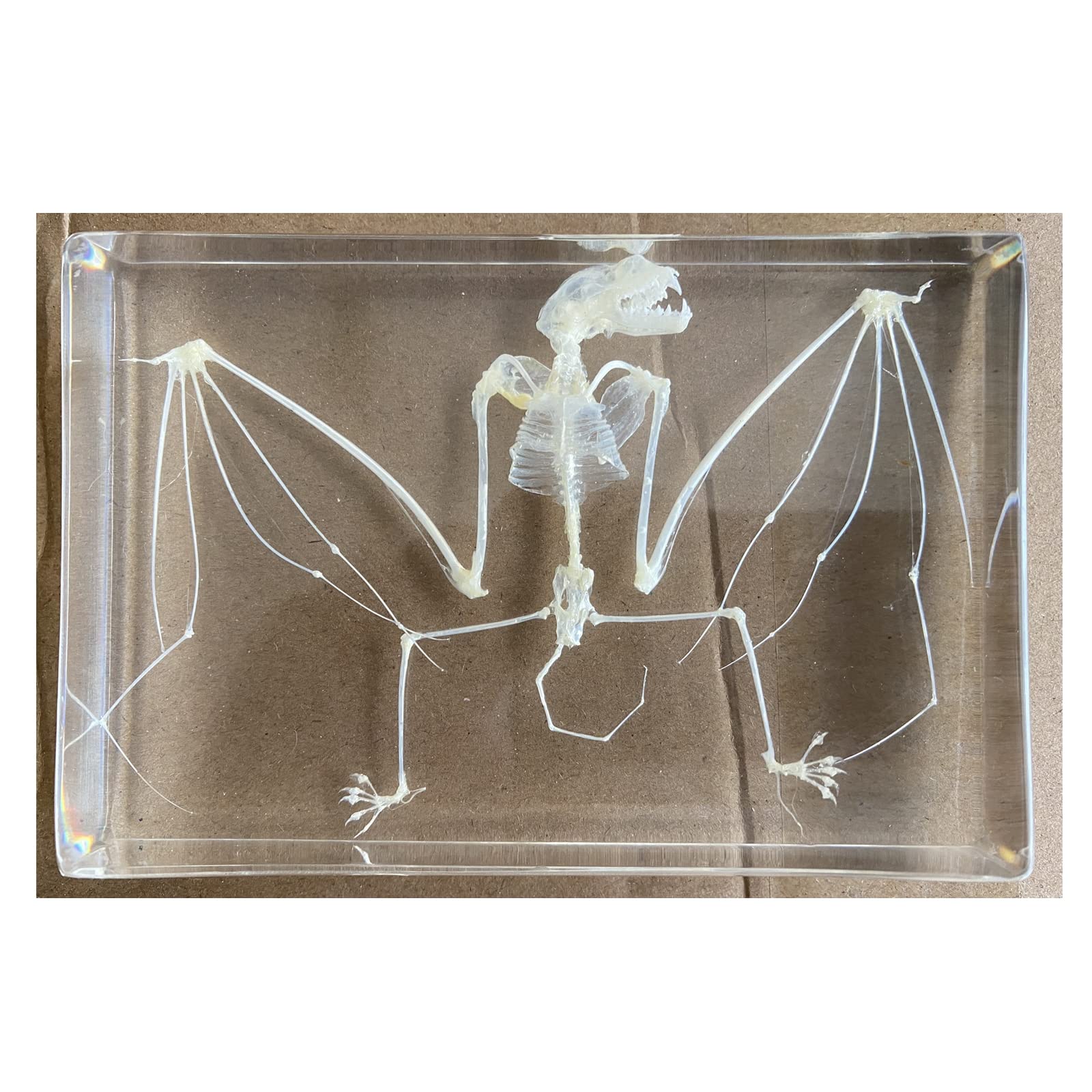 Espécimen de Esqueleto de murciélago Taxidermia en Bloques de acrílico Espécimen de pisapapeles para educación científica, 5 x 3.5 x 1.2 Pulgadas
