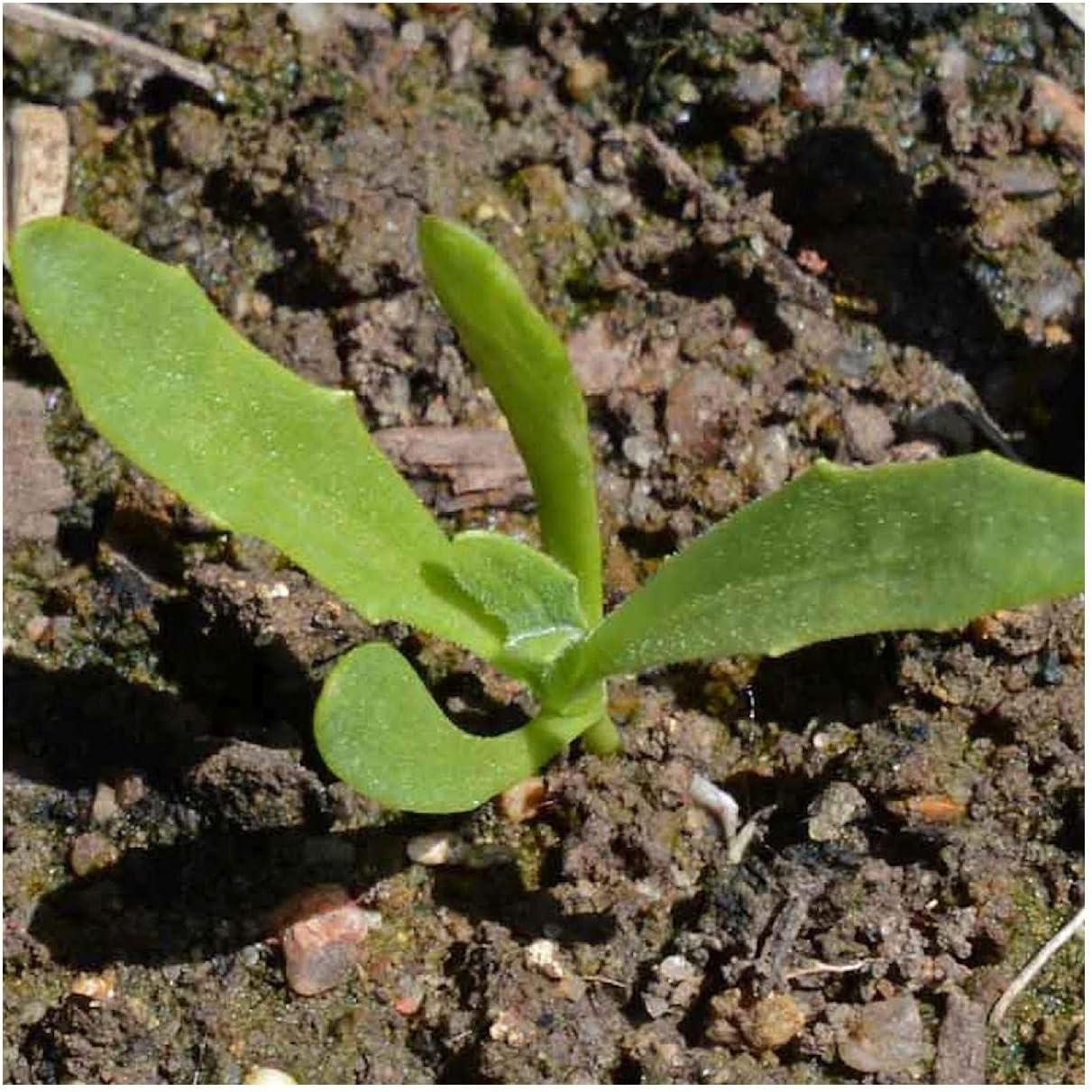 Everwilde Farms - 1 Lb African Daisy Wildflower Seeds - Gold Vault