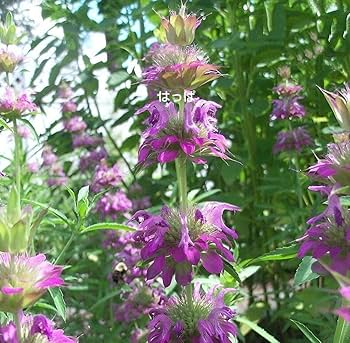 Amazon.co.jp: ハーブの種 レモンベルガモット40粒 夏に咲く花