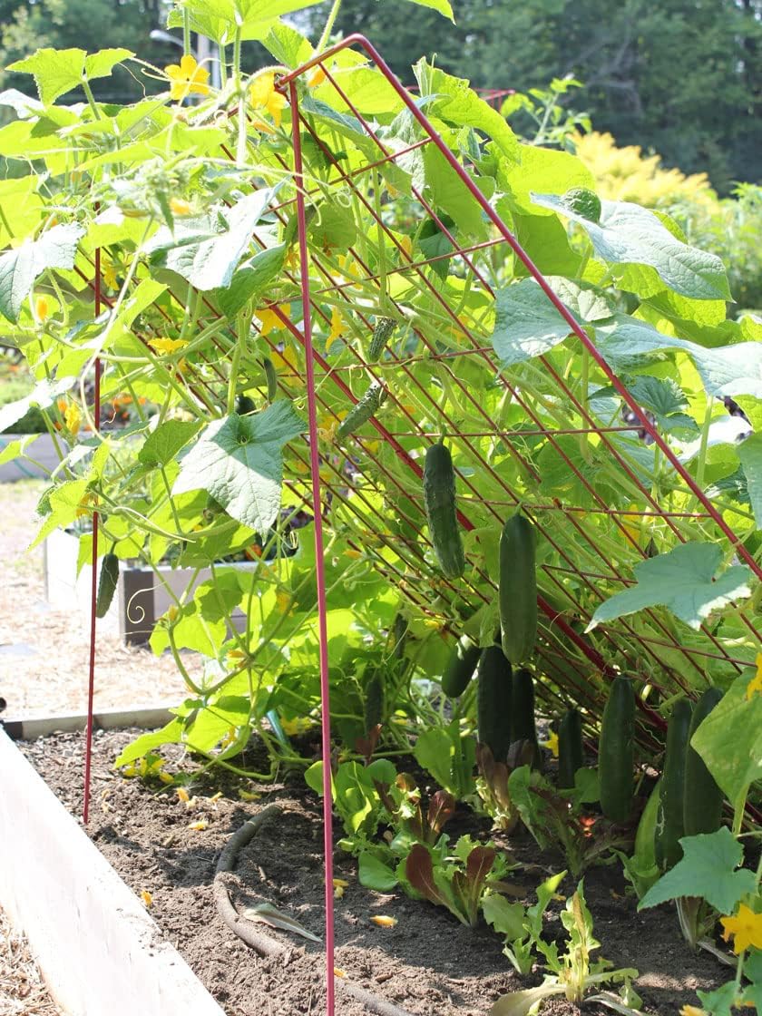 Gardeners Supply Company Sturdy Large Cucumber Trellis Support | Foldable Tough Metal Frame for Outdoor Climbing Plants Support | Best for Easy Harvesting and Easy Installation - 48" W x 48" H - Red