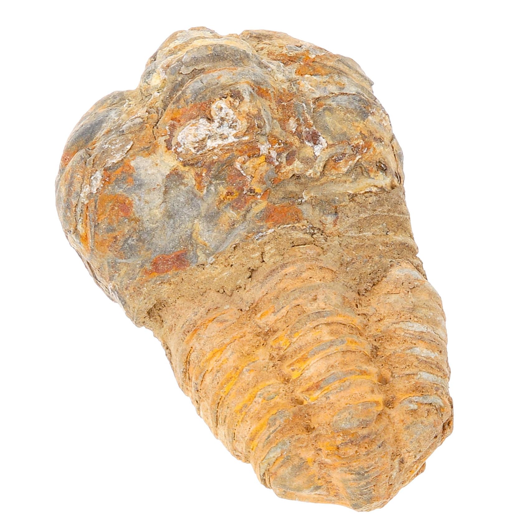 FUNOMOCYA Trilobite Trilobite Specimen Science Teaching Prop Trilobite Props Trilobite Tail Rocks Paleontology Adornment Decor Sample Teaching Specimen Digging Kit Real Stone