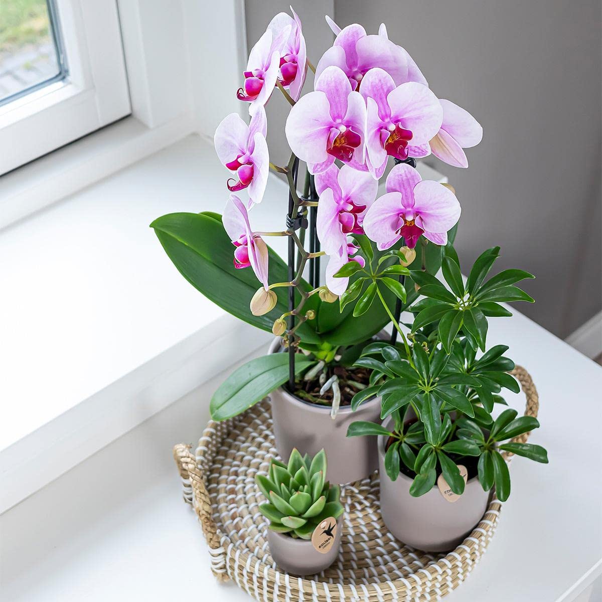 Kolibri Orchids Phalaenopsis Orchidée rose – Niagara Fall – Taille du pot Ø 12 cm | Plante d'intérieur fleurie – Fraîcheur de l'éleveur