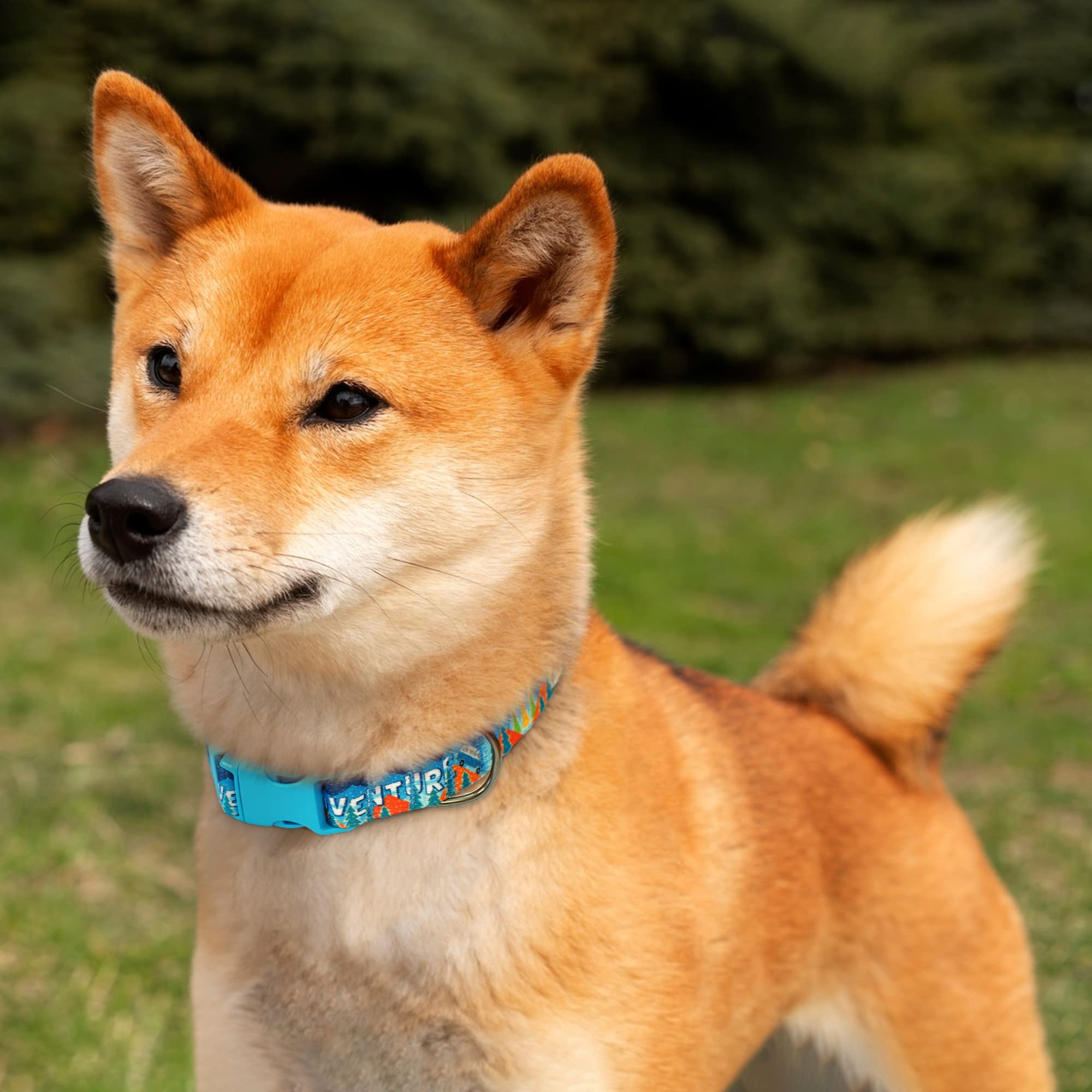 Hundehalsband Mit Reisedruck – Verstellbares Nylon-Halsband Für Kleine Bis Große Hunde, USA-Design, Größe XL (45,7–66 Cm)