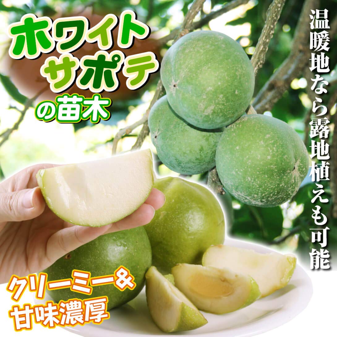 Amazon.co.jp: 果樹苗 ホワイトサポテ ルーク 1株 / 国華園 25