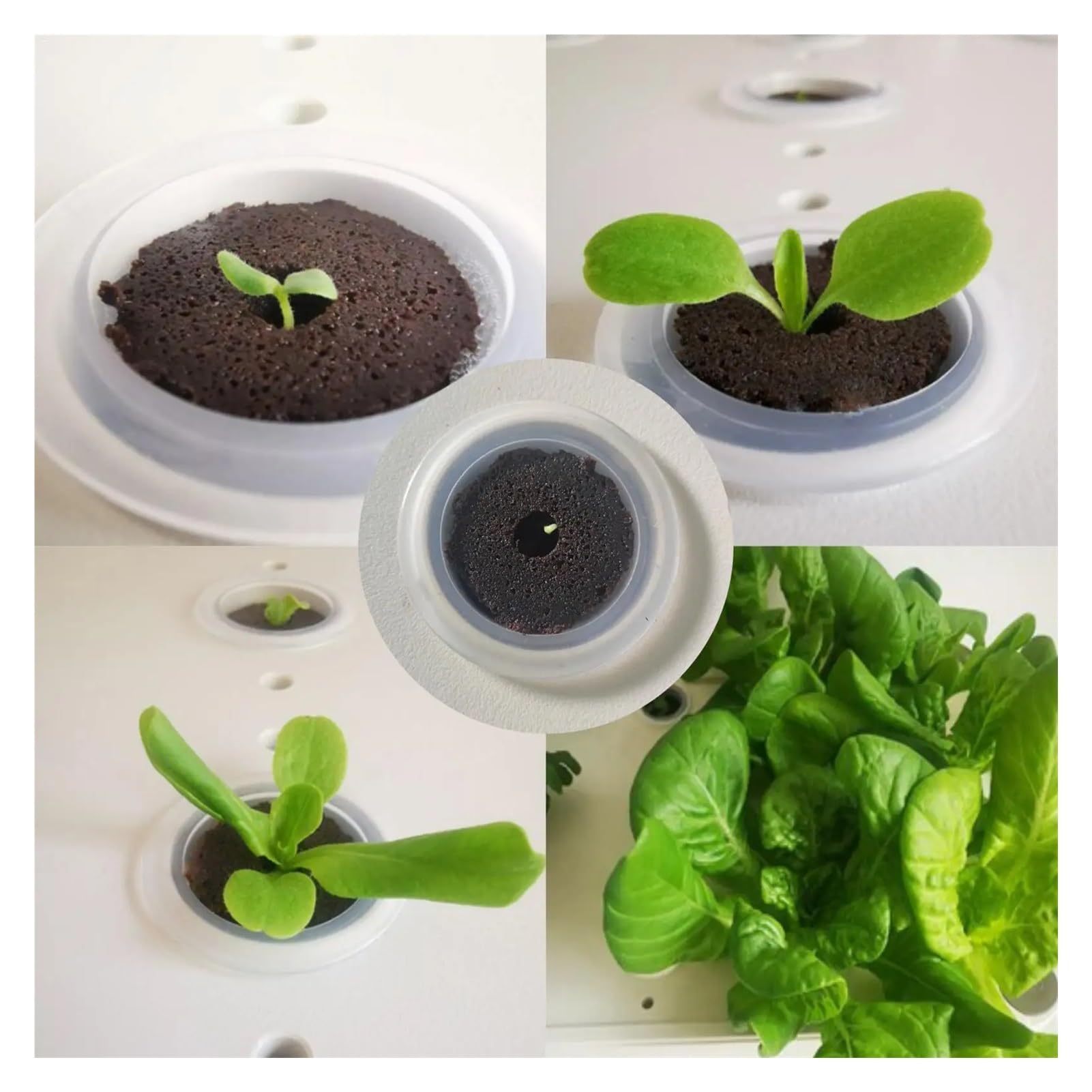 Esponjas De Cultivo Kit de Cultivo vainas iniciación Semillas, esponjas hidropónicas Repuesto, Medio Crecimiento raíces for Sistema clonación germinación, Plantas jardín, 50 Uds