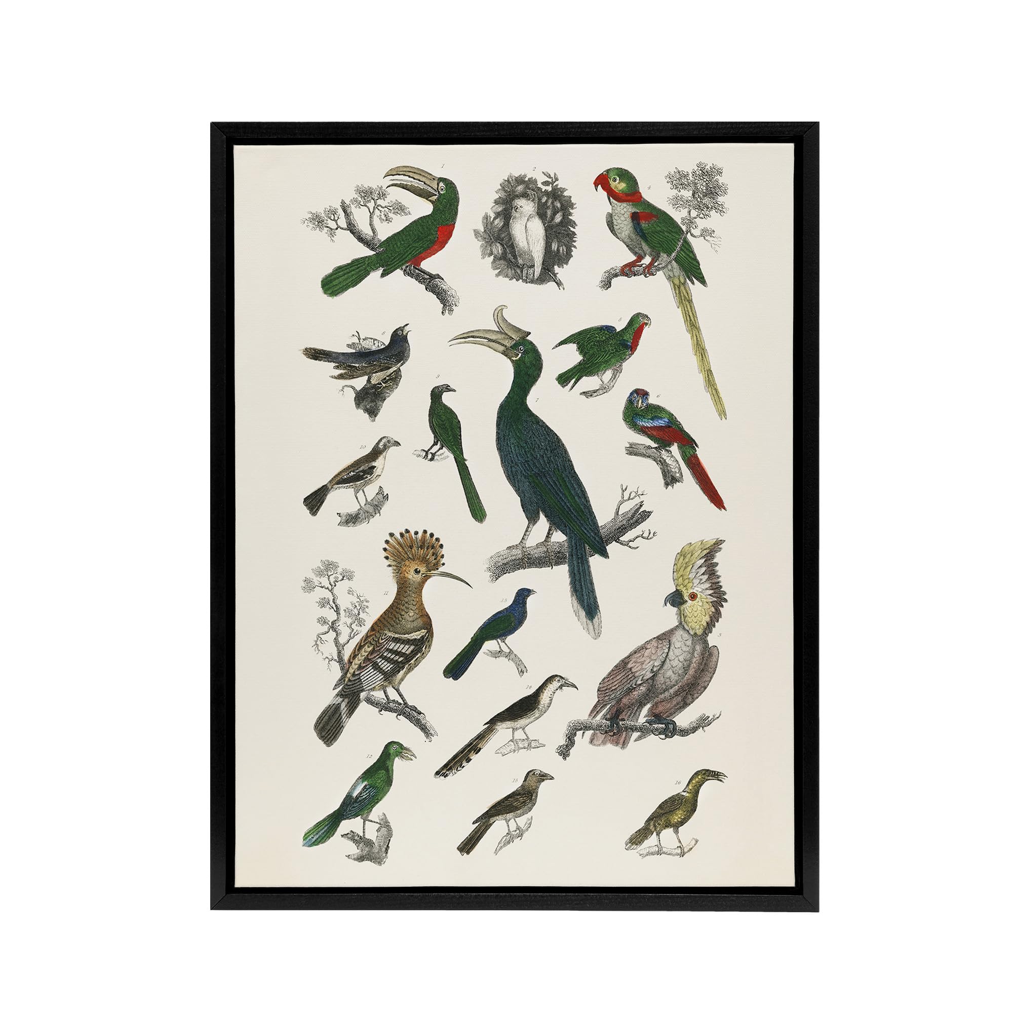 Artery8 Various Birds Illustration Black Framed Canvas Wall Art Print 18X24 Artwork By Goldsmith : Colourful Wildlife Print Suited For Study Or Hallway Adding Natural Diversity And Visual Interest