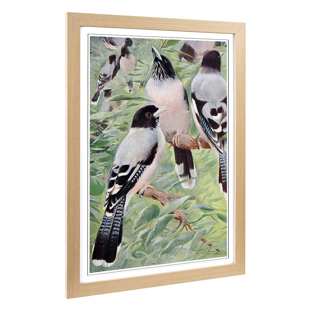Big Box Art Framed Print of Vintage W Kuhnert Lanceolated Jay Design | Wall Art Picture | Home Decor for Kitchen, Living Room, Bedroom, Hallway, Oak, A2 / 24.5x18 Inch / 62x45cm